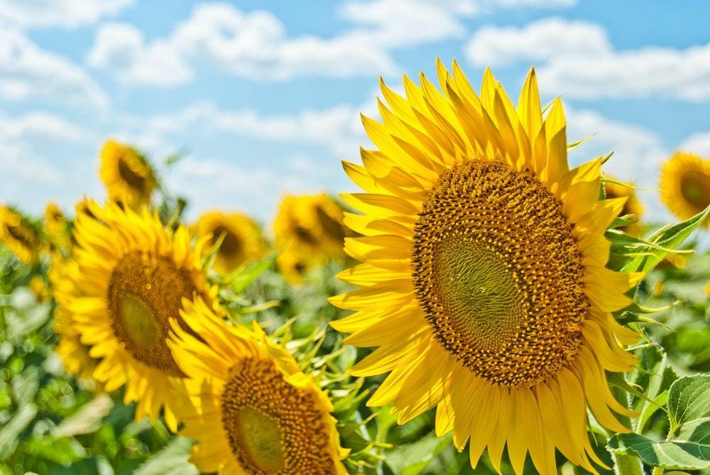 Sunflowers in the Sunshine